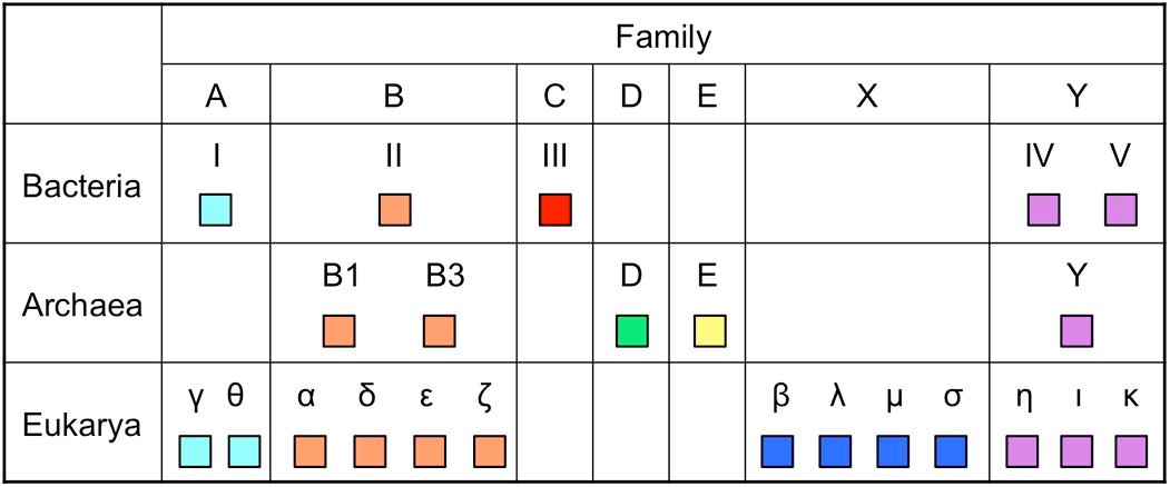 DNAポリメラーゼの三つの生命のドメインにおける分布