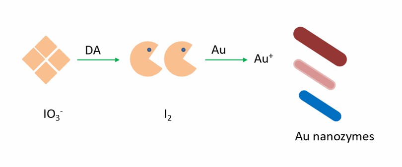 IodineでエッチングされたAuナノザイムに基づく比色アッセイがDAの定量に使用されます。 - Creative Enzymes