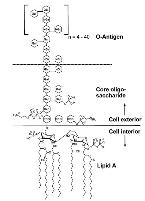 図1: E. coli O111:B4からのエンドトキシンの化学構造の概略図。