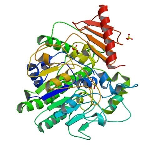 Pseudomonas aeruginosaからのアリル硫酸エステラーゼの結晶構造。