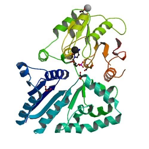 図：発光性海洋細菌Photobacterium phosphoreumからのβ-ガラクトシドα-2,3-シアル転移酵素の結晶構造。