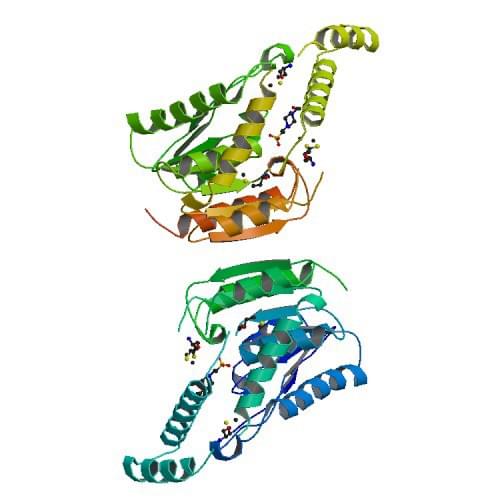 Geobacillus stearothermophilus由来のカルボキシルエステラーゼの結晶構造