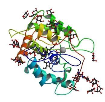 Leptoxyphium fumagoからの塩素ペルオキシダーゼの結晶構造。