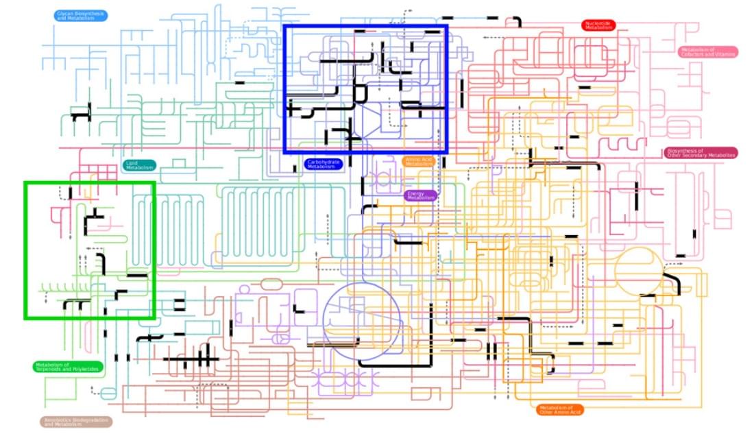 異性化酵素の生物学的重要性。コア代謝経路（異性化酵素反応は黒で強調されています）。炭水化物およびテルペノイド/ポリケチド代謝経路は青と緑の四角で強調されています。
