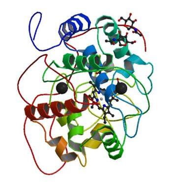 P. chrysosporiumからのマンガンペルオキシダーゼの結晶構造。