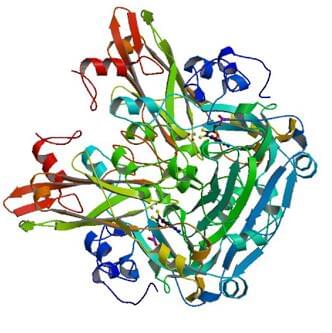 オガタエア・アングスタからの硝酸還元酵素 (NADPH) の結晶構造。