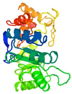 ピリドキシン4-脱水素酵素の分光光度アッセイによる酵素活性測定