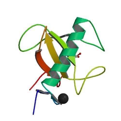 図：アスペルギルス・オリゼのRNase T1の結晶構造。