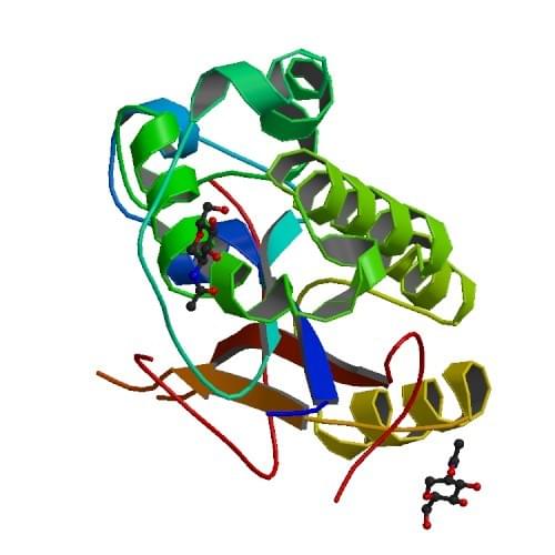 図：ヒトRNase T2の結晶構造解析。