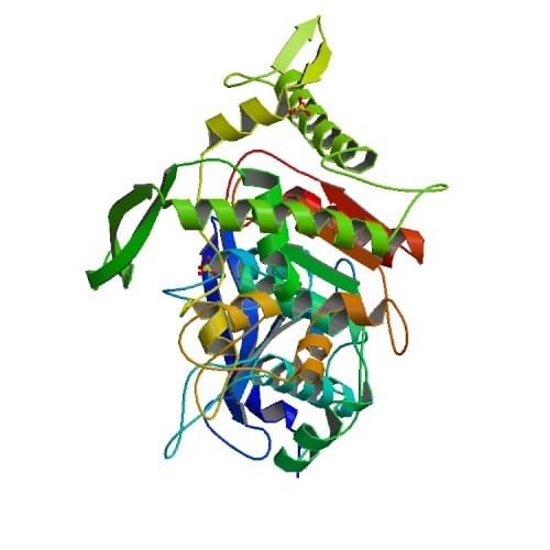 Lactobacillus plantarumからのタンナーゼの結晶構造