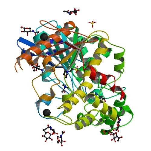 ヒトBChEとコリン分子の複合体の結晶構造