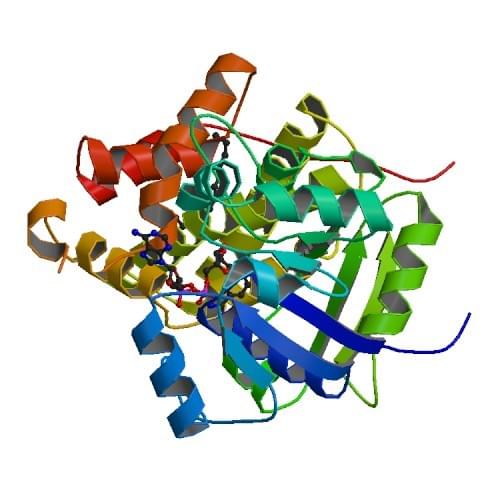 グリセロール-3-リン酸脱水素酵素（NAD+）の分光光度法アッセイによる酵素活性測定