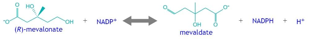 酵素活性測定 メバロン酸還元酵素（NADPH）を用いた分光光度法アッセイ