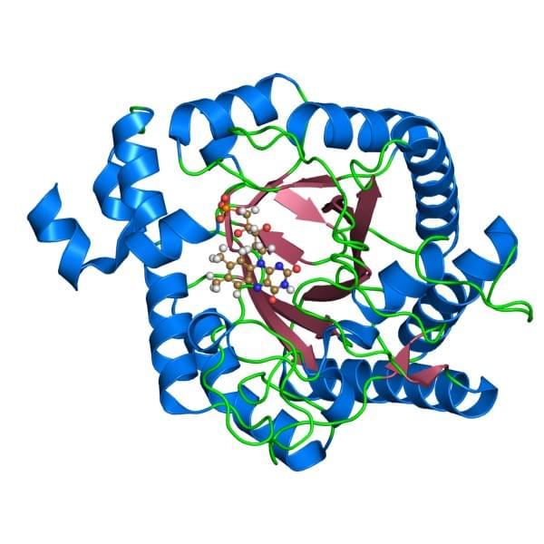 Pseudomonas putidaからの外因性還元酵素Aの構造、NADPH脱水素酵素ファミリーに属する