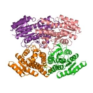 Enzyme Activity Measurement of (R, R)-Butanediol Dehydrogenase Using Spectrophotometric Assays