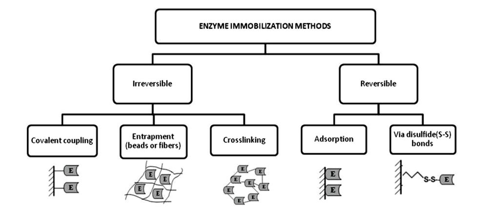 Creative Enzymesによる酵素固定化サービス