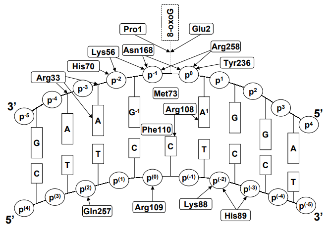 Fpg-DNA相互作用のスキーム