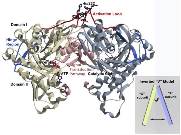 Enterococcus casseliflavus GlpK O-Xダイマーの概要