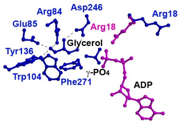 His232ArgおよびHis232Glu GlpK変異体におけるグリセロール結合部位