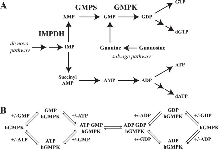 hGMPKの細胞における役割の概要