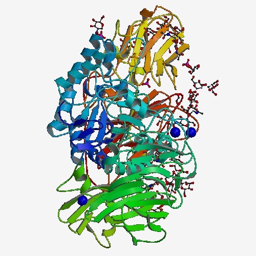 β-ガラクトシダーゼのタンパク質構造。