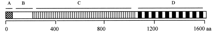 クローニングされた遺伝子を持つグルカンスクラースの構造図。A、シグナルペプチド; B、可変領域; C、N末端触媒ドメイン; D、C末端グルカン結合ドメイン