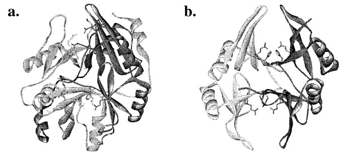 ヒトおよびEscherichia coliのグリオキサラーゼIの結晶構造の固体リボン表現
