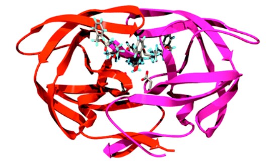 TL-3と複合体を形成したHIV PRの構造 (PDB: 3TLH)