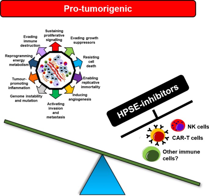 Targeting HPSE within the TME may promote tumour growth