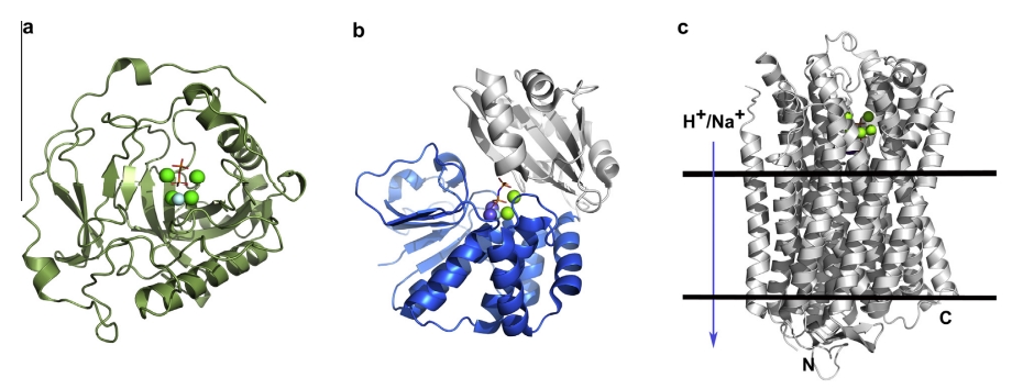 ファミリーI酵母PPase（YPPase、左）（1E6A）、ファミリーII B. subtilis PPase（BsPPase、中央）（2HAW）およびH+-ポンピングムング豆PPase（VrPPase、右）の基質結合構造の全体的なリボンビューの比較