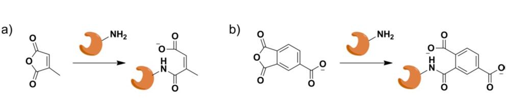 無水物などの小分子との酵素結合体。