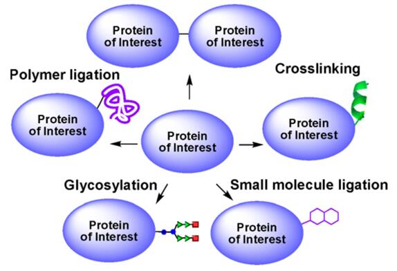 異なる分子との酵素コンジュゲート。