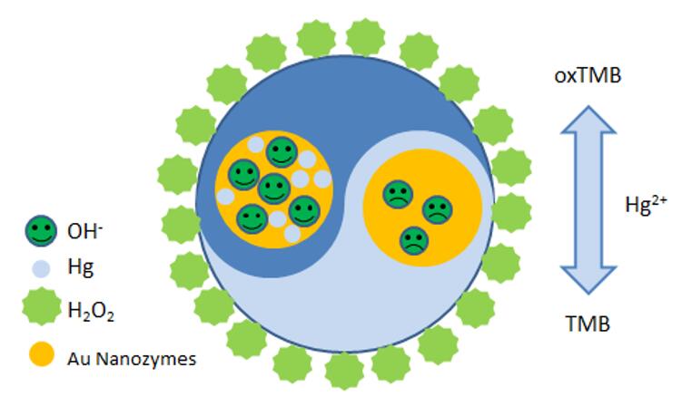 ナノザイムベースのHg2+検出のための色彩測定プラットフォーム。 - Creative Enzymes