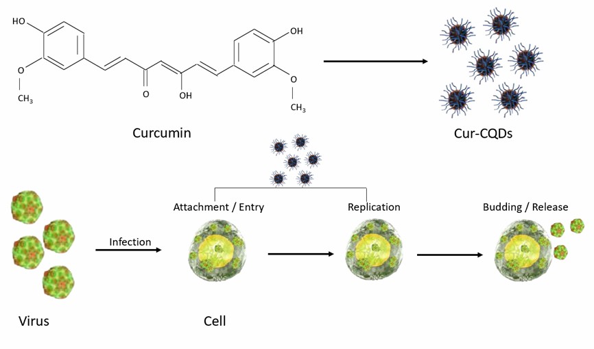 Cur-CPDsの合成とその抗ウイルス応用のイラスト。 - Creative Enzymes