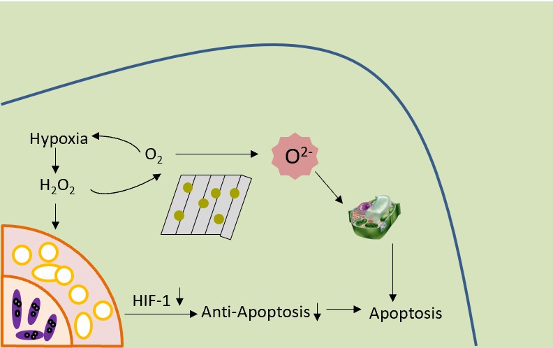 腫瘍光動力療法のためのPtナノ酵素を搭載したBPナノシート。 - Creative Enzymes