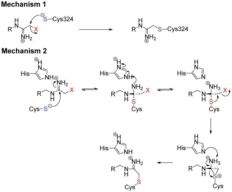 The proposed mechanisms of PAD inactivation by halo-acetamidine based inhibitors