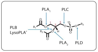 ホスホリパーゼのエステル結合特異性。PLA1、PLA2、およびPLCは、それぞれsn-1(1)、sn-2(2)、およびsn-3(3)炭素から発生するエステル結合の加水分解を触媒します