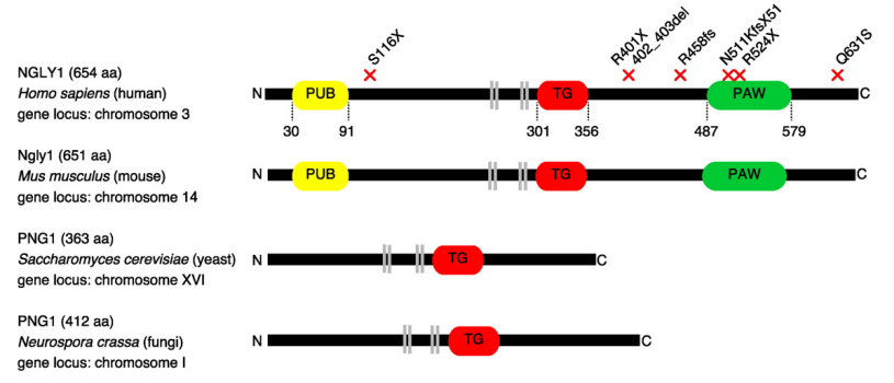 ヒト、マウス、酵母、真菌由来のPNGase（Ngly1）のドメイン構造の模式図