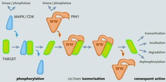 タンパク質キナーゼとPPIを含む二段階のタグとツイストメカニズム