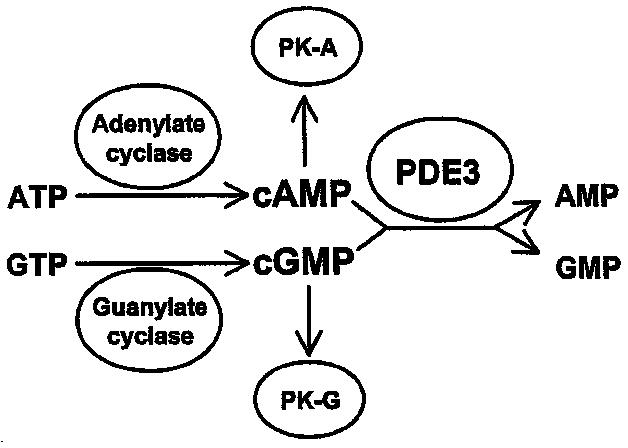 cAMPおよびcGMPを介した信号伝達におけるPDE3の役割.