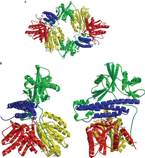 Escherichia coliポリリン酸キナーゼ（PPK）の全体構造
