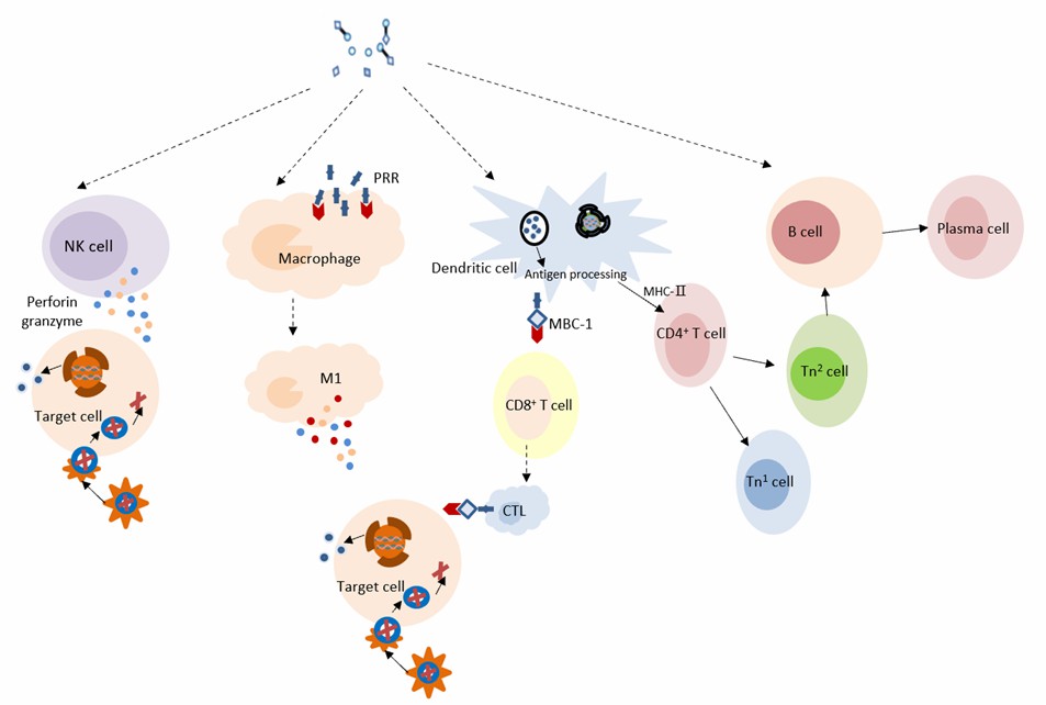 ナノザイムの抗ウイルスワクチンにおける作用メカニズム。 - Creative Enzymes