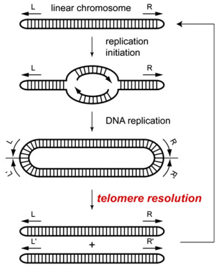 Protelomerase resolves replicated hairpin telomeres