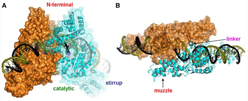 A. A view perpendicular to the two-fold noncrystallographic symmetry axis that relates two TelK subunits colored in orange and cyan&nbsp;&nbsp; B. Top view along the two-fold axis