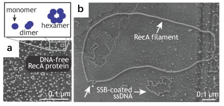 a. DNAフリーのRecAの電子顕微鏡画像、RecAの異種オリゴマー化状態を示す。 b. SSBコーティングされた円形ssDNA上でのRecAフィラメント形成の電子顕微鏡画像