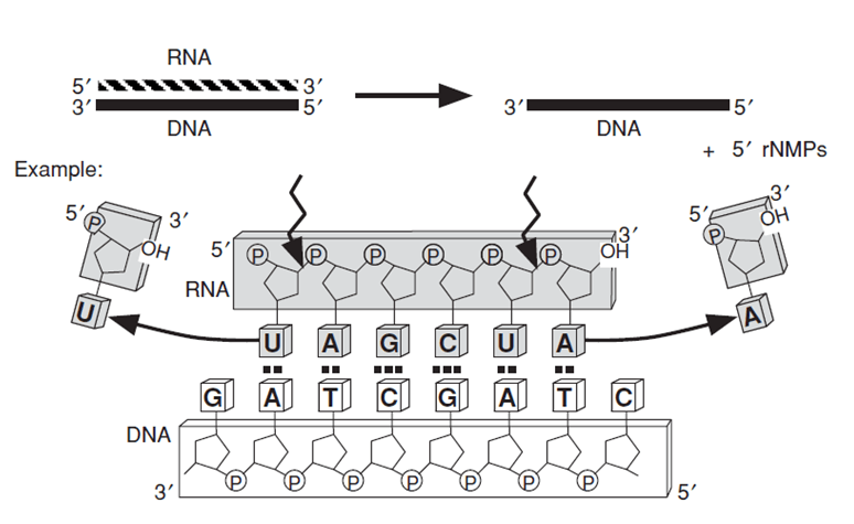 RNA指向のDNAポリメラーゼの酵素活性測定
