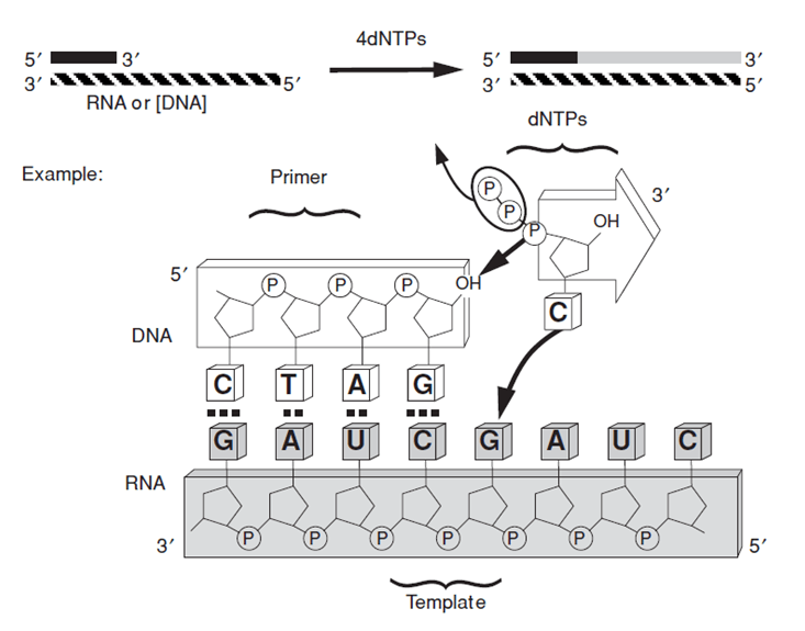 RNA指向のDNAポリメラーゼの酵素活性測定