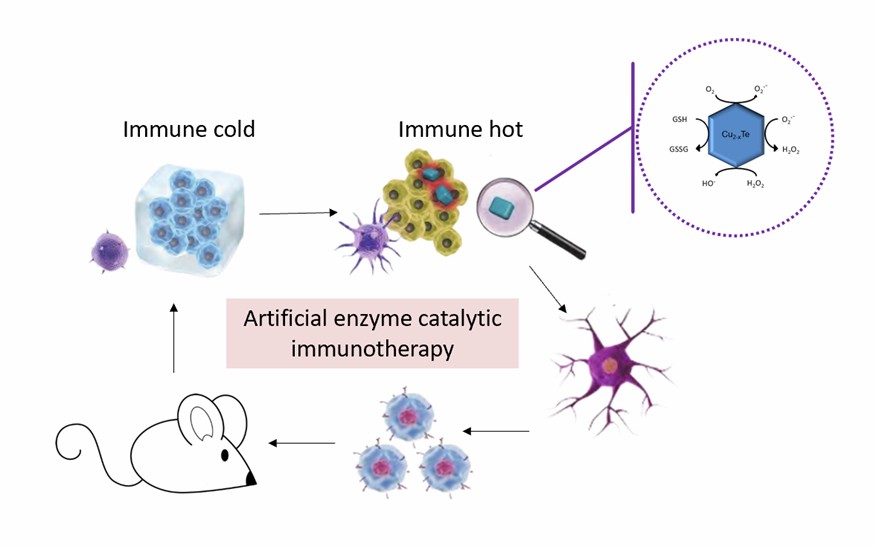 Cu2-xTeナノザイムは炎症を触媒し、抗腫瘍免疫を活性化するために使用されます。 - Creative Enzymes
