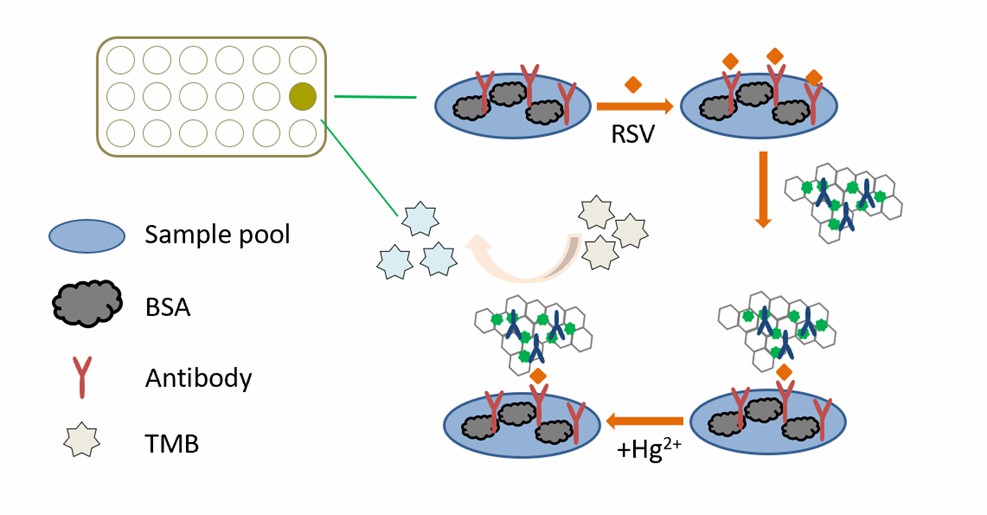 呼吸器合胞体ウイルスの比色免疫測定法のためのHg2+ -Au-GOハイブリッドの概略図。 - Creative Enzymes