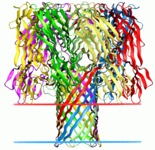Protein structure of α-Hemolysin.